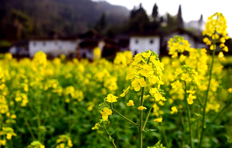 西乡茶园油菜花04