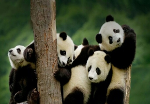 3熊猫基地
