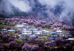 11嘎拉桃花村