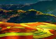 【落地自驾·早春云南7日】3月东川红土地+元阳梯田+罗平油菜花+九龙瀑布+弥勒东风韵+普者黑风景区+蒙自碧色寨+建水古城City walk+抚仙湖 | 休闲摄影之旅+打卡《三生三世十里桃花》拍摄地 | 全程3晚四钻+3晚核心景区住宿