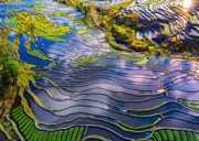 <行摄滇南·早春寻芳7日>东川红土地+元阳梯田+罗平油菜花+九龙瀑布+弥勒东风韵+普者黑风景区+蒙自碧色寨+建水古城City walk+抚仙湖 | 休闲摄影之旅+打卡《三生三世十里桃花》拍摄地 | 全程3晚四钻+3晚核心景区住宿