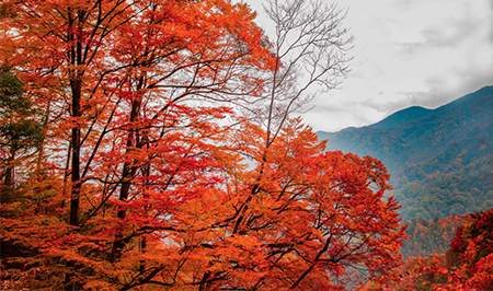 光雾山