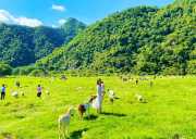【端午|自驾】3-12月穿越秦岭《船游三峡+水乡+茶园采茶+古街+原始森林+狮子沟牧场+太子岭3日