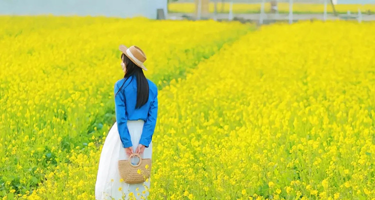 <私家团·向往的房车·花季汉中4日>南郑油菜花海+唐家湾油菜花+龙湾油菜花+春日茶园采茶+凤堰古梯田3晚4日房车游 | 邂逅4大油菜花海 | 凤堰古梯田花海日落晨雾 | 春日茶园新乐趣 | 花海下午茶 | 户外火锅趴