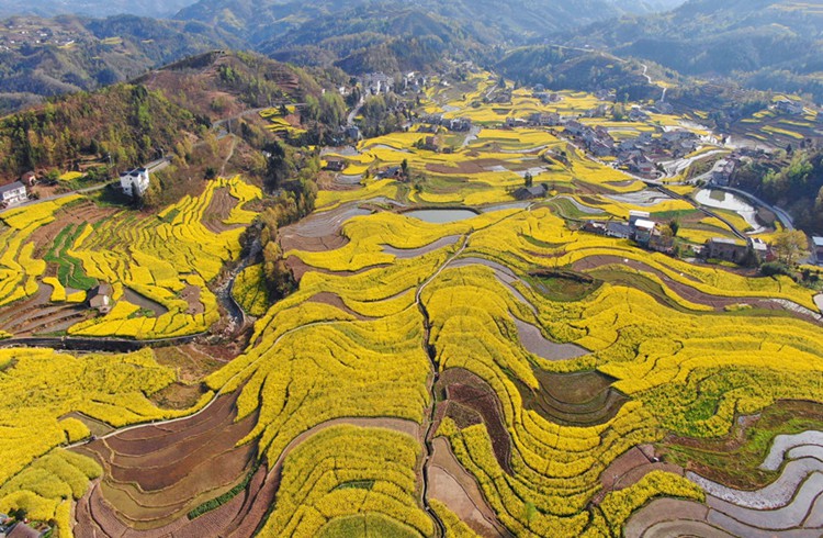 陕南天坑油菜花06