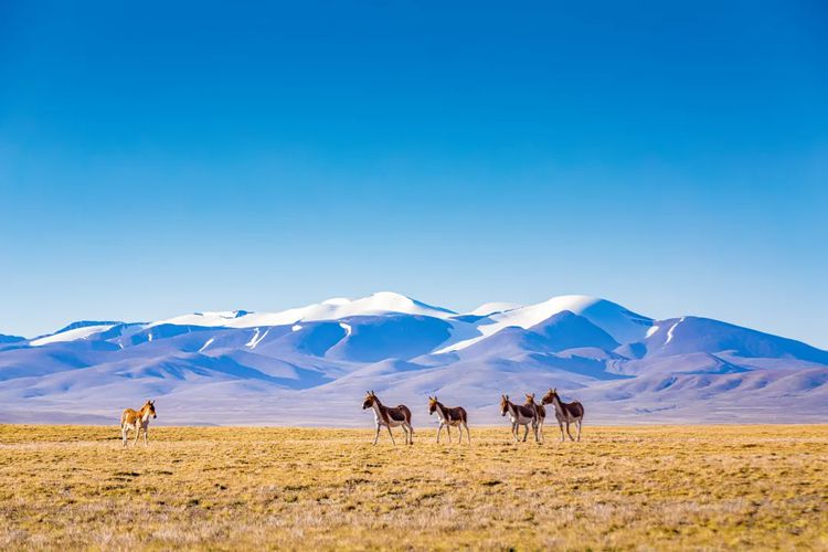 2025年觅境三江源8日15