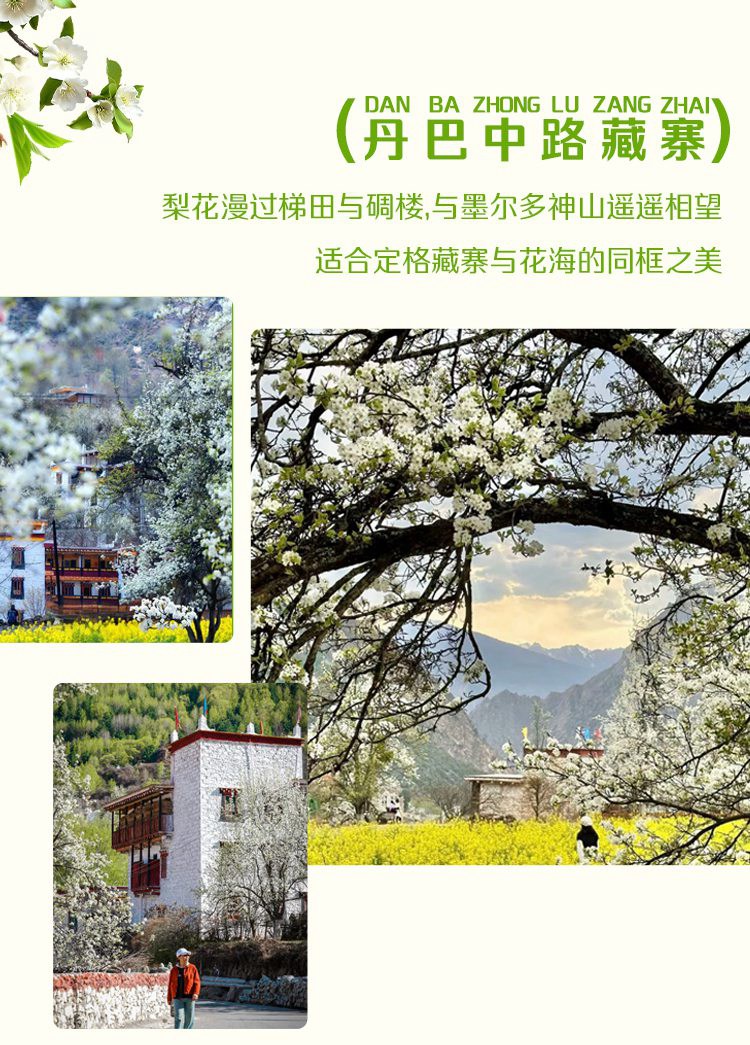 2026川西金川梨花九寨6日09