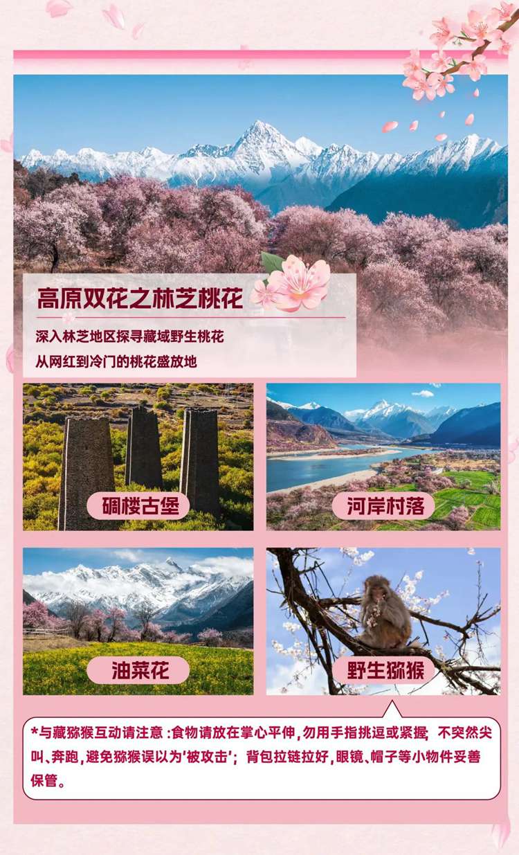 2026西藏桃花11日12