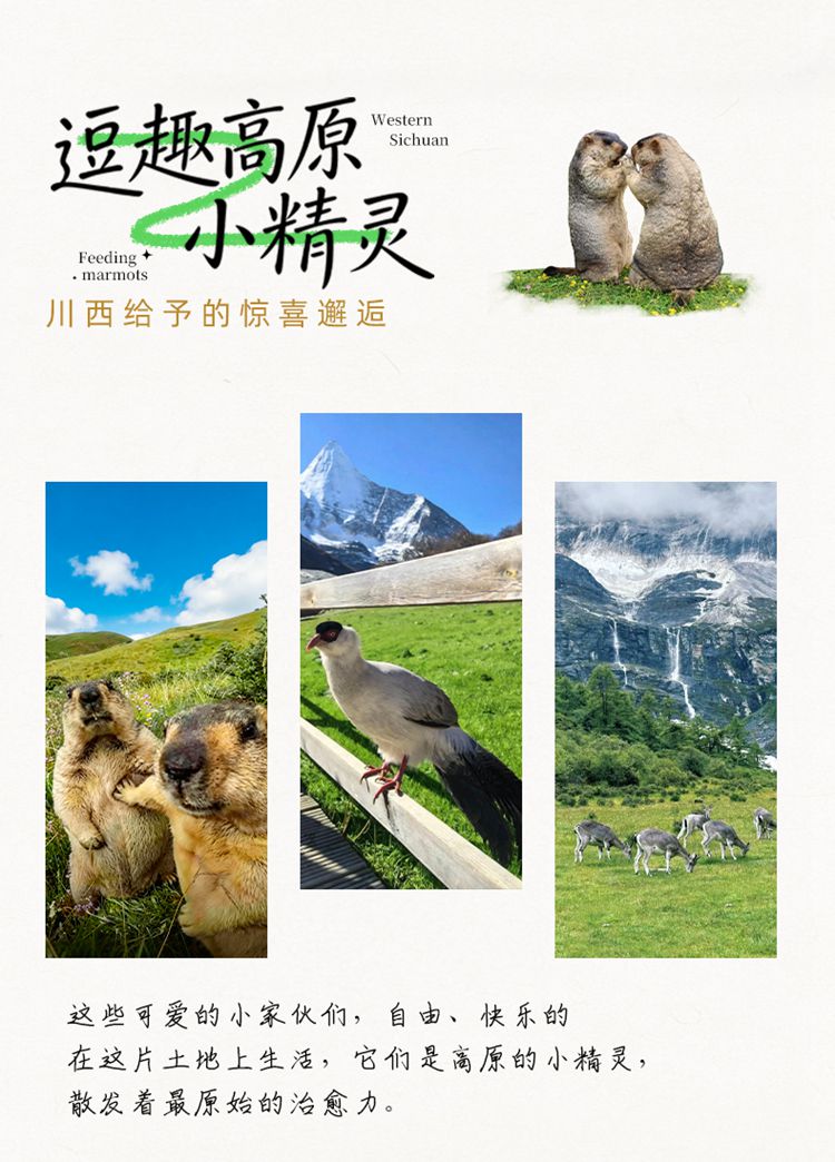 2026川西色稻8日09 2026川西色稻8日09