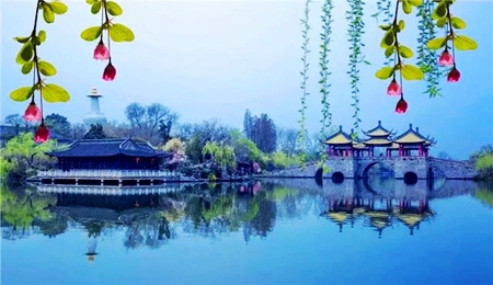 兴化油菜花23