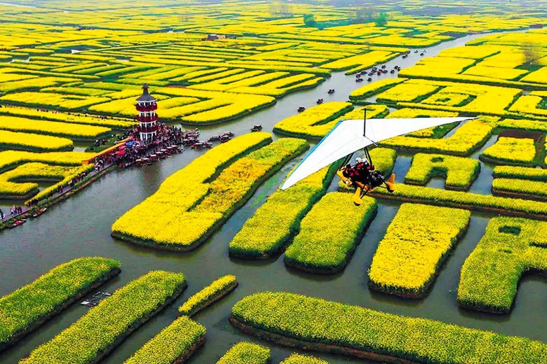 兴化油菜花01
