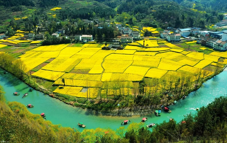 汉中油菜花06