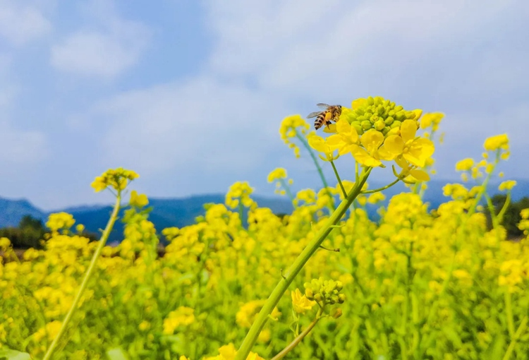 汉中油菜花13
